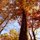 Fall Colors by Stefine Fishburn