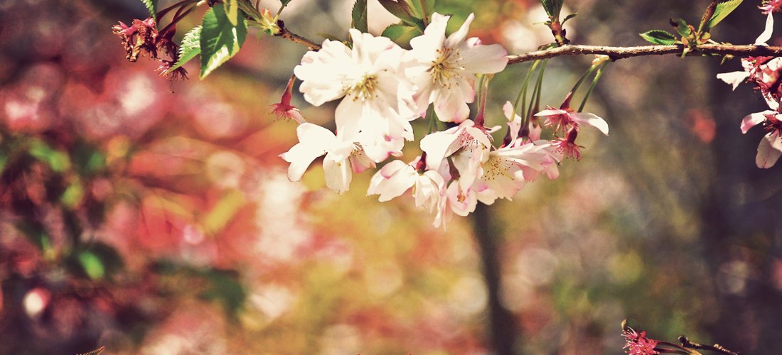 Glorious Spring by Simon Hua