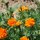 Marigolds by Shirley Jackson