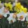 Daffodils by Francisco Montes