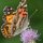 Painted Lady by Joe Balynas