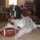 Bears Fan by Kelly White