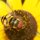 Hoverfly on Black Eyed Susan by Joe Balynas
