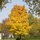 fall colors by Erik Davis