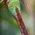 Dragonfly Abstract by Josh Merrill