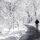 After the Snow Storm by Elizabeth Kubis