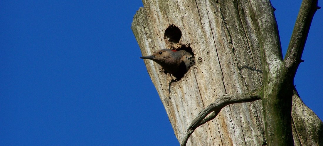 They call him Flicker by David Kasnick