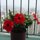 Balcony Flowers by Lorenzo Florian