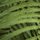 Frond by Ken Ilio