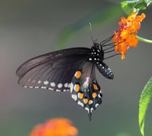 Untitled by Peter Marzano