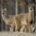 Whitetail Deer at Attention by Josh Merrill