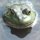 Leopard Frog 6 by Robert Kramer