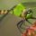 Eastern Pond-hawk Dragonfly by Josh Merrill