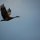 Sand Hill Crane Taking Flight by Christopher Book