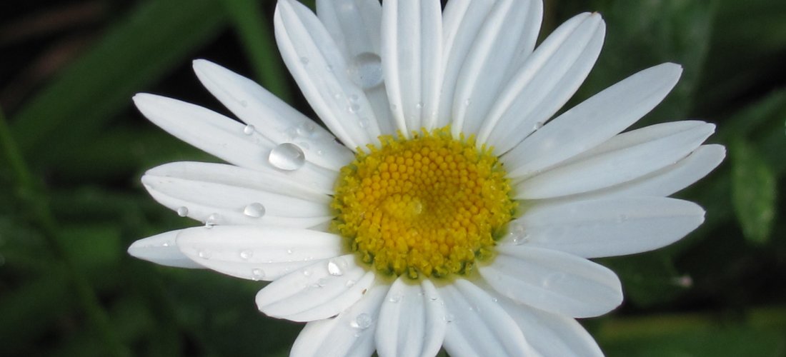 Daisy up with the morning dew! by Dana A Mammoser