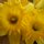 Daffodils 2 by Brenda Bolton