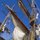 Tall Ships at Navy Pier by Francisco Montes