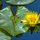 Yellow Lilly by Brad Waggoner