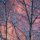 Fire Beyond The Trees by Gregory Auberry
