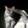 Miss Prim and Prissy by Brenda Bolton