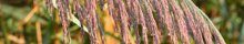 Prairie Tall Grass by David Uthe