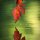 Autumn Reflection by Josh Merrill