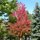 Beautiful trees in fall by Lorna Barnes