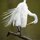 Preening Great Egret by Josh Merrill
