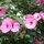 The Flower by Yolanda Luckey