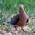 Dove by Gregory Auberry