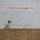 dog on the shore by Homer Butuyan