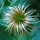 Koosh Ball by Emily Logue