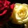Love Blossoms by Brenda Bolton