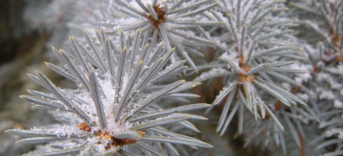 Wintry Mix 2 by Brenda Bolton