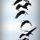 Cranes Show in IL sky by Tatiana Koutchma