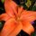 Orange Lily by Brenda Bolton