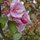 Touch of pink by Ma Anderson