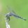 Blue Dragonfly by Karen Mikrut