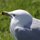 Jonathan Livingston Seagull by Sheryl Thomas