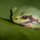 Tree Frog, Illinois Beach State Park by Josh Merrill
