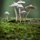 Shrooms by Josh Merrill