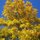 Crisp Fall by David Kasnick