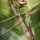 Common Green Darner by Josh Merrill