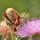 Hummingbird Moth by bob marx