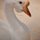 Geese, Geese, White Geese by Paul Brackley
