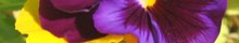 Last Flower  by George Raiman Jr.