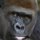 Sad Gorilla by Adam Oles