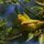 Yellow Warbler 2 by John Absher