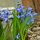First of Spring Delights by Anele G. Semke