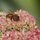 Busy Bee by Gregory Auberry